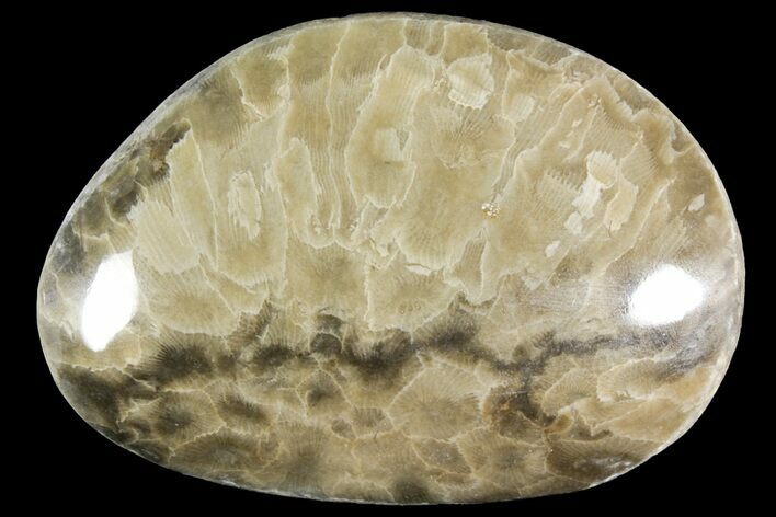Polished Petoskey Stone (Fossil Coral) - Michigan #156127